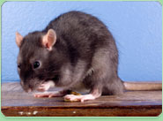 rat control Richmond Upon Thames