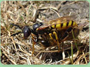 wasp control Richmond Upon Thames