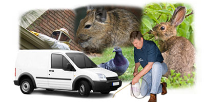 Richmond Upon Thames local van